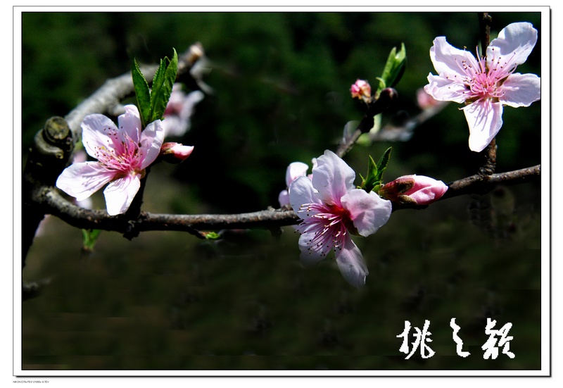 桃花 摄影 森山红叶