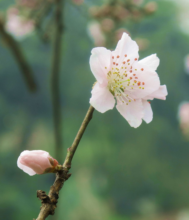 妍暖催桃红 摄影 恍若月光