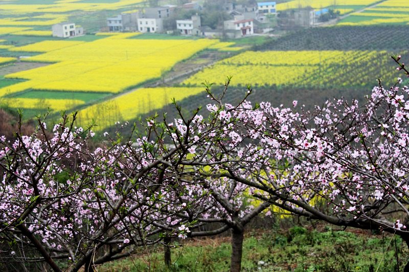 桃花菜花齐开放 摄影 静葵