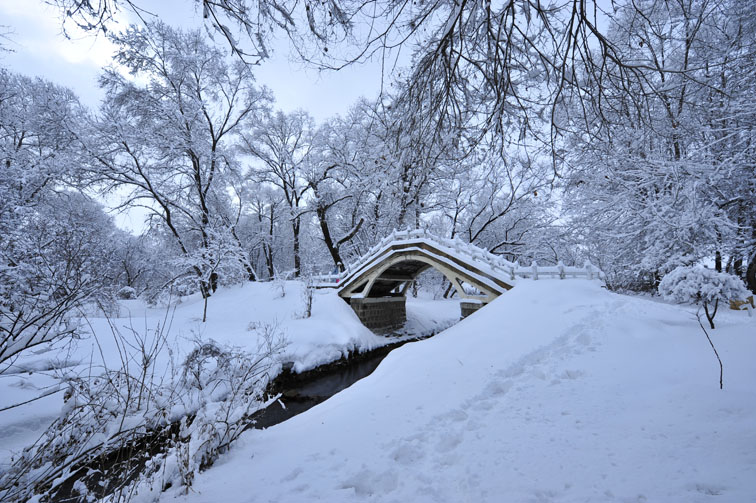 雪染的风采 摄影 飞鹅