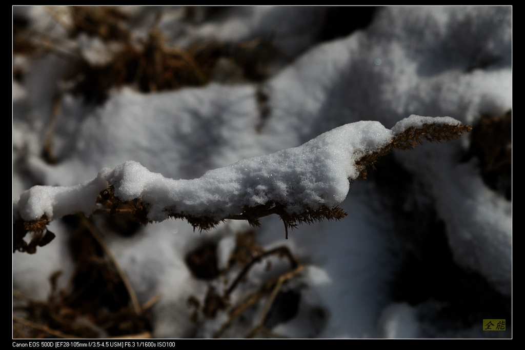 春雪 摄影 全能