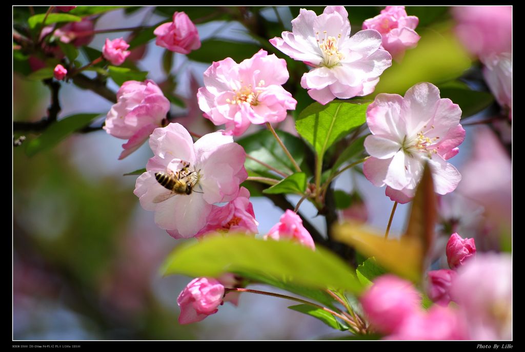 蜂采蜜 摄影 禾春玉粒