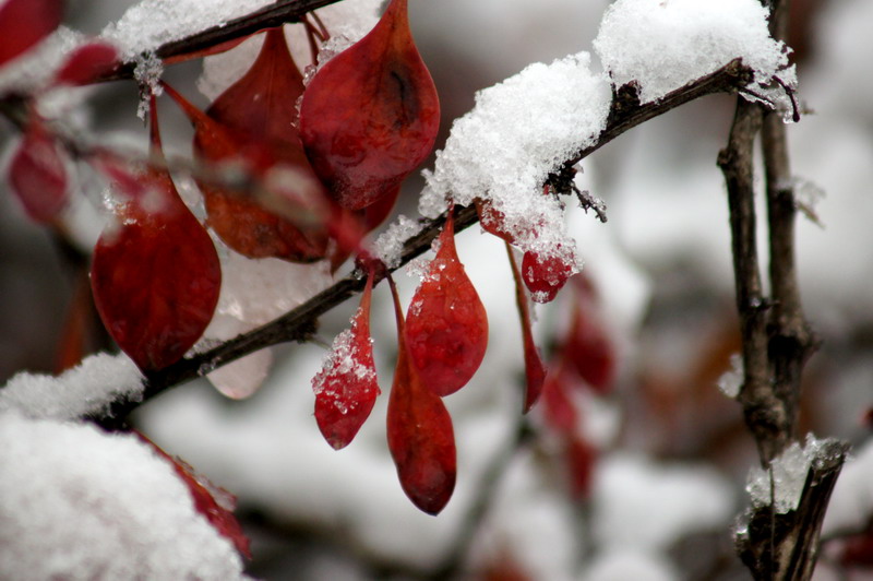 零度的雪 摄影 老山石