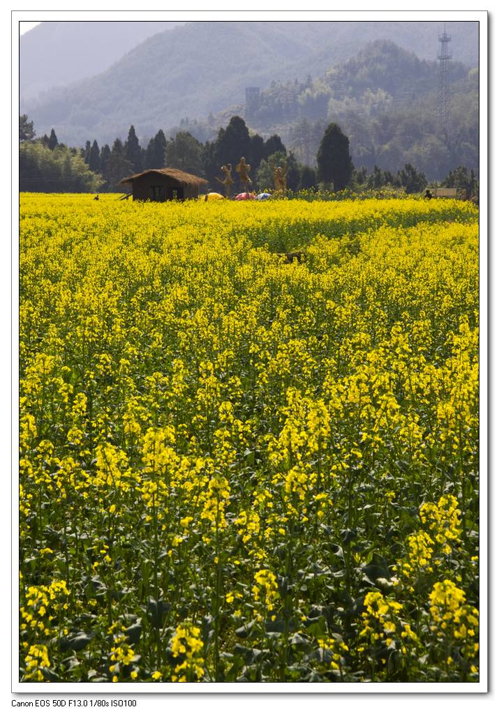 又见油菜花儿开 摄影 浪花滔天