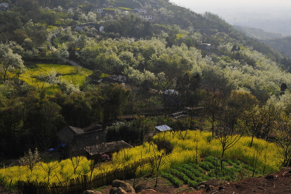 锁不住的春色-1 摄影 石峰子