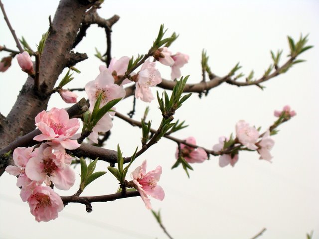 桃花依旧红 摄影 风之韵