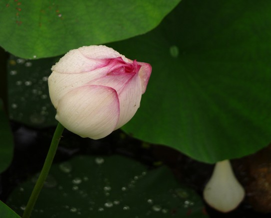 还是花 摄影 范幼歆