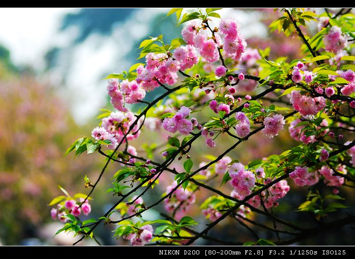 樱花-1 摄影 天涯浪人