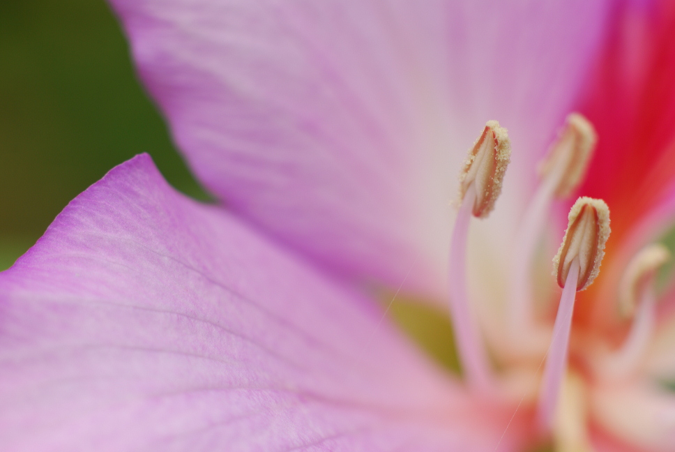 花蕊 摄影 拿毛驴当脚架