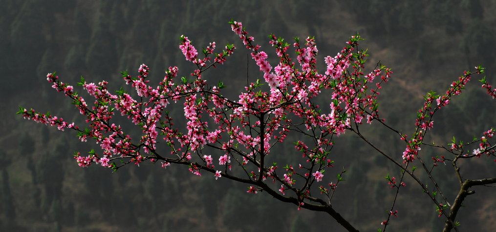 桃花 摄影 犇走天下