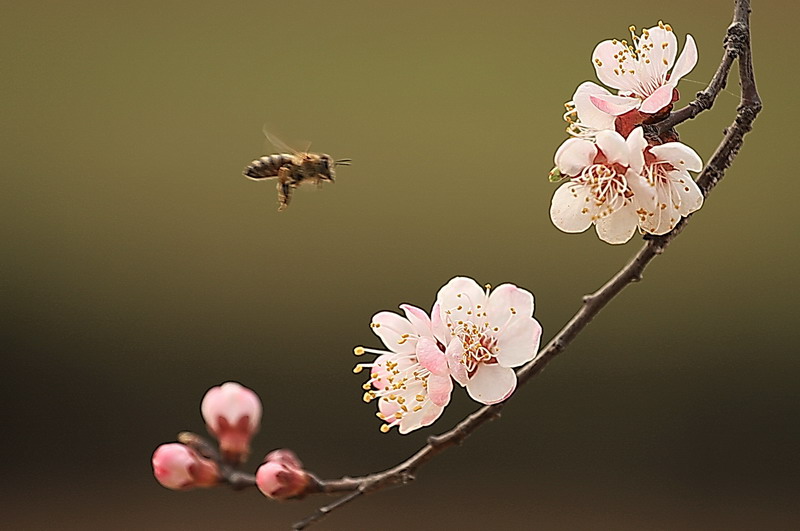 梅香。 摄影 洛神