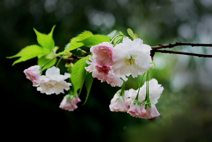 樱花 摄影 随心A