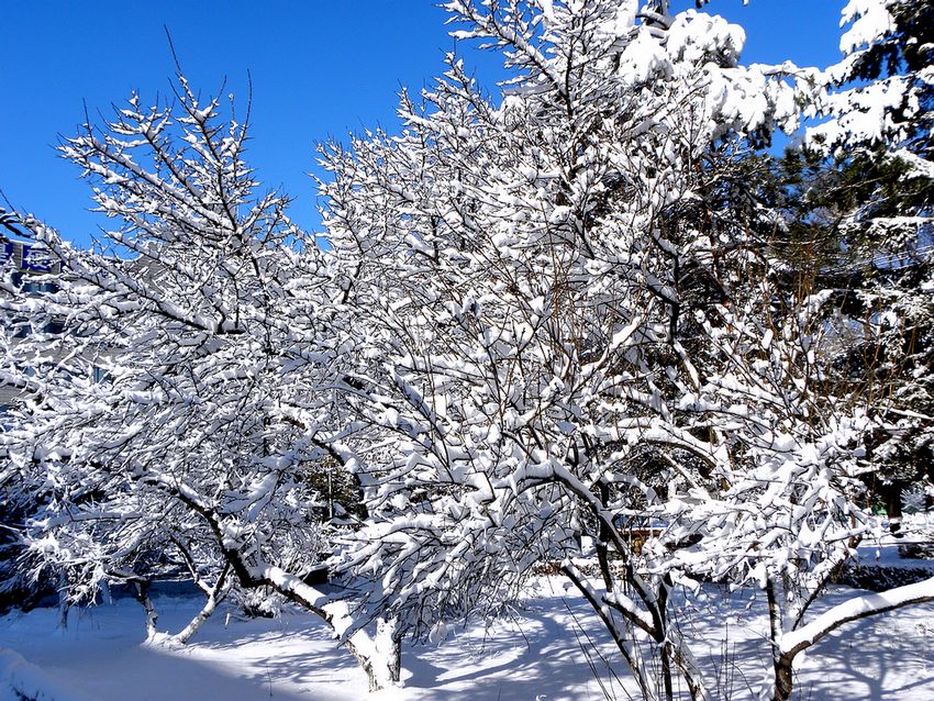 飞雪迎春 摄影 巩全德