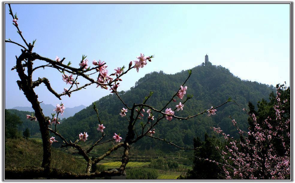 春来花又开--6 摄影 乌龙泛舟