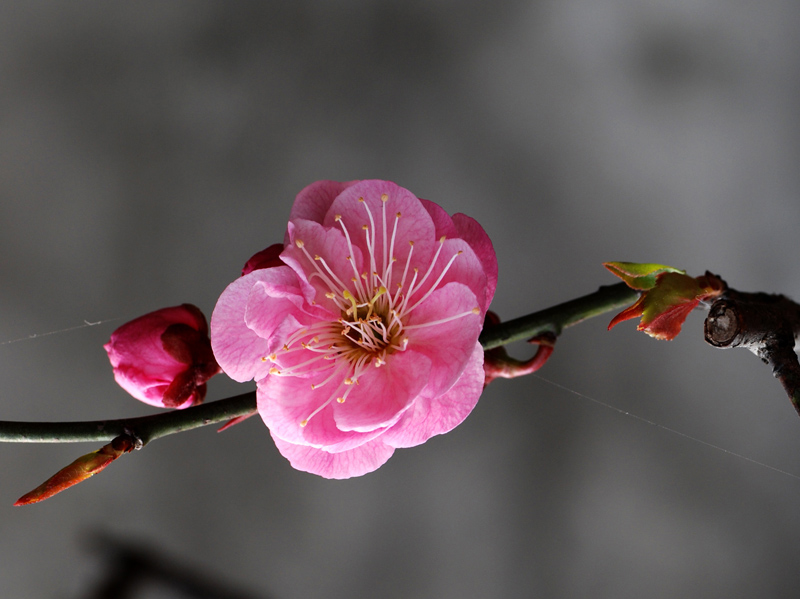 梅 摄影 土豆花