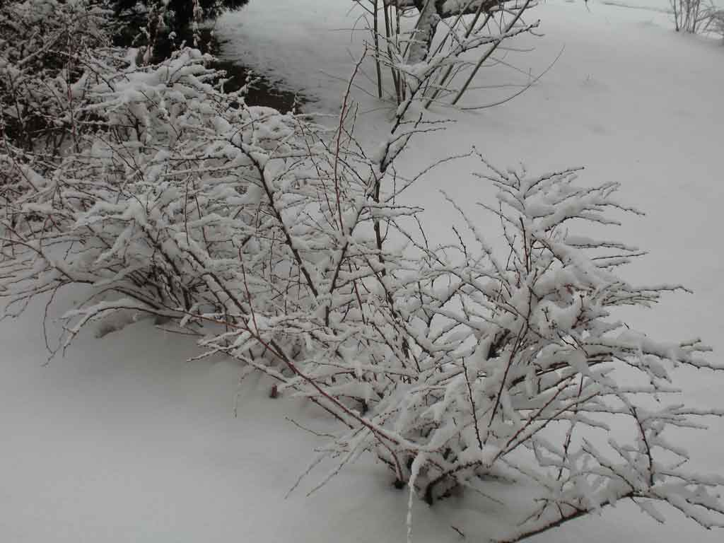 春雪 摄影 小家