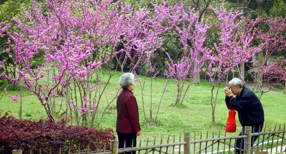 春暖花开 摄影 雨夜静悄悄