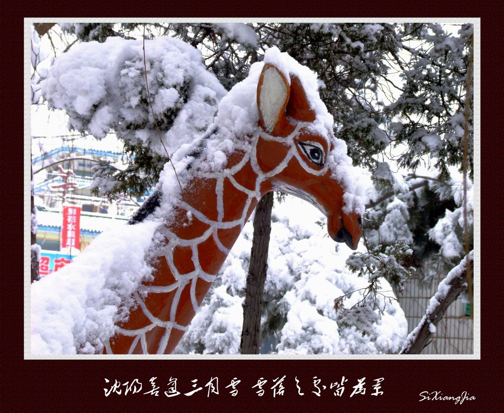 春雪梨花－9 想家 摄影 思想家