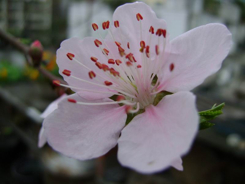 桃花蕊 摄影 xiaoyaojushi