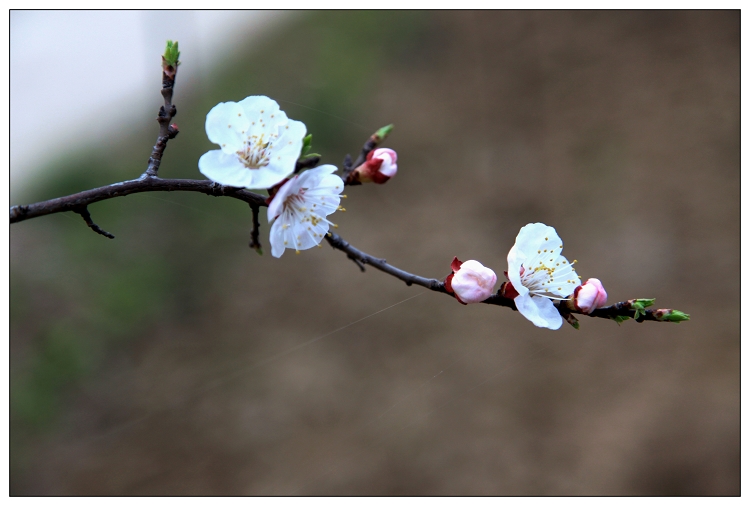 花开枝头 摄影 独摄瞬间