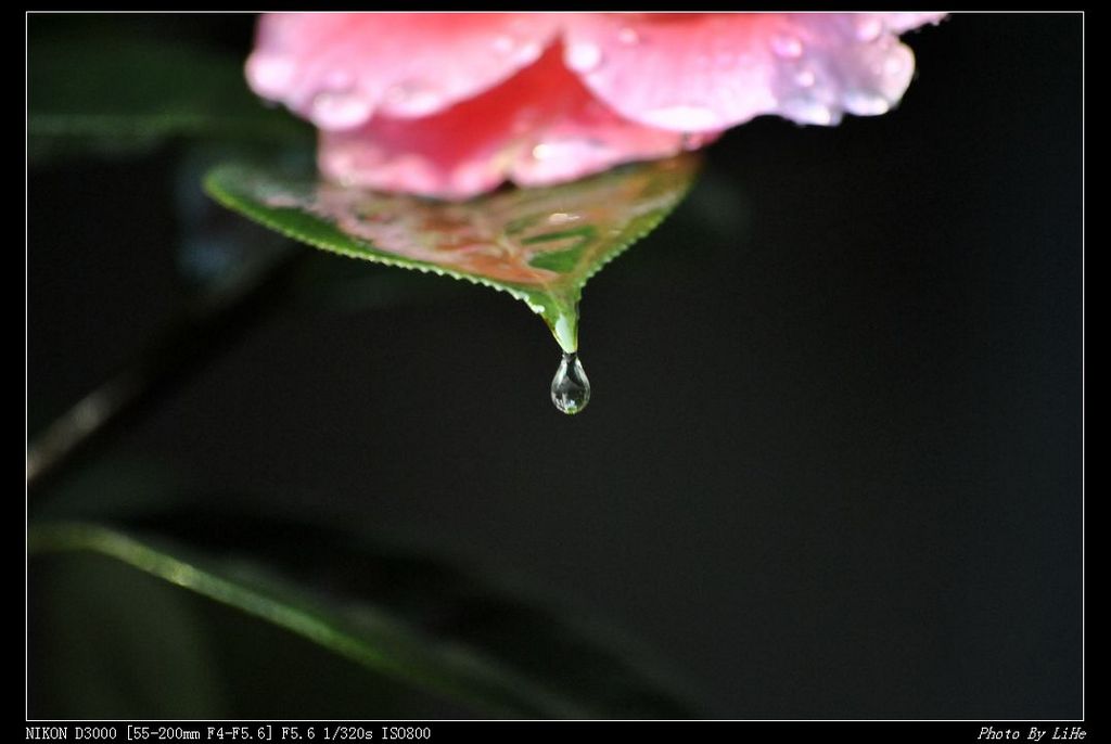 水珠 摄影 禾春玉粒