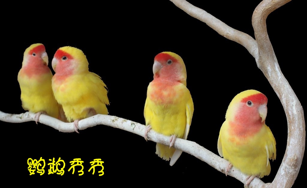 鹦鹉秀秀 摄影 付炳权