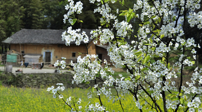 《梨花村》 摄影 liangj19