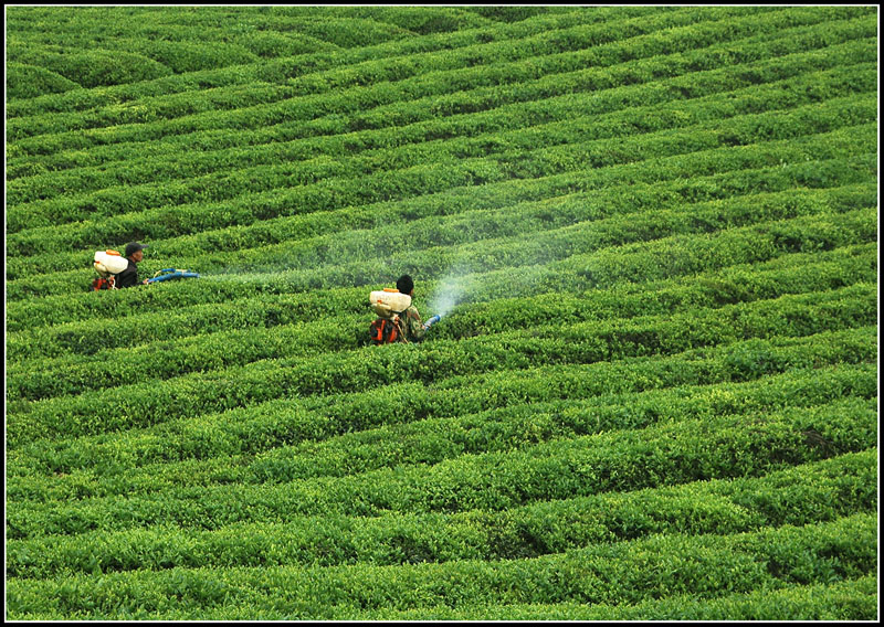 茶园(三) 摄影 linge