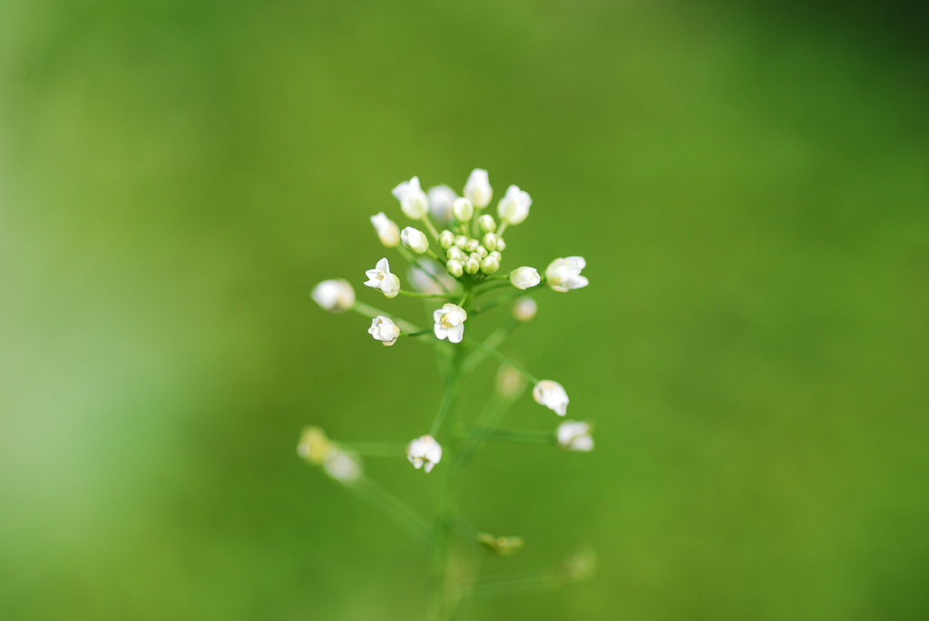 绿草小花 摄影 chinaylc