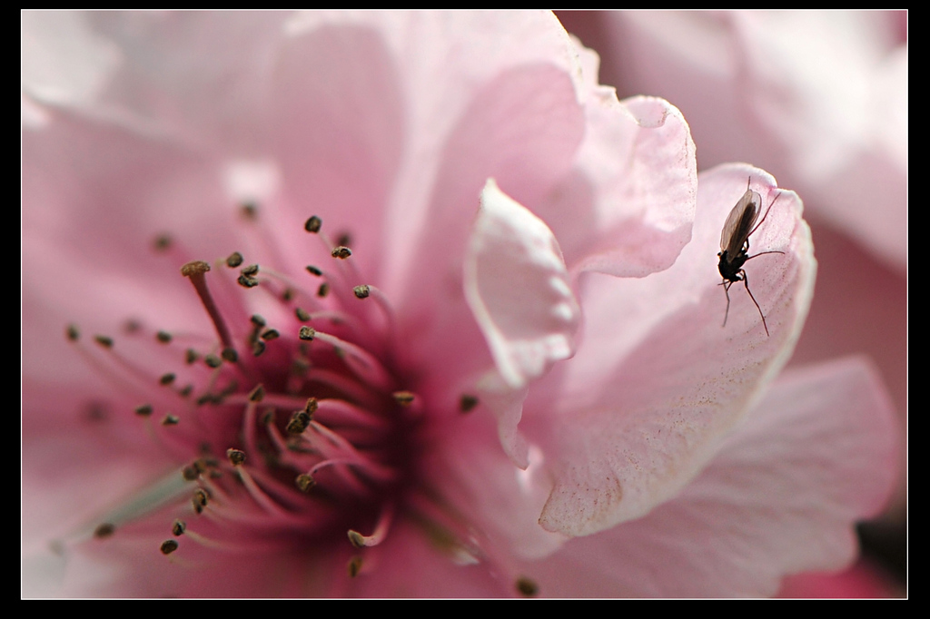 花的引诱！ 摄影 nottobe