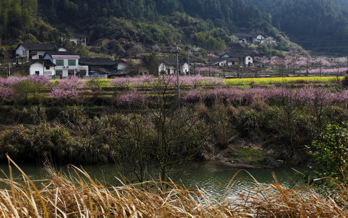 春光无限 摄影 原野上观