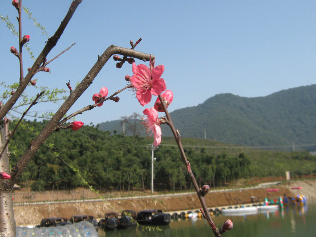 春意桃花美 摄影 天涯人