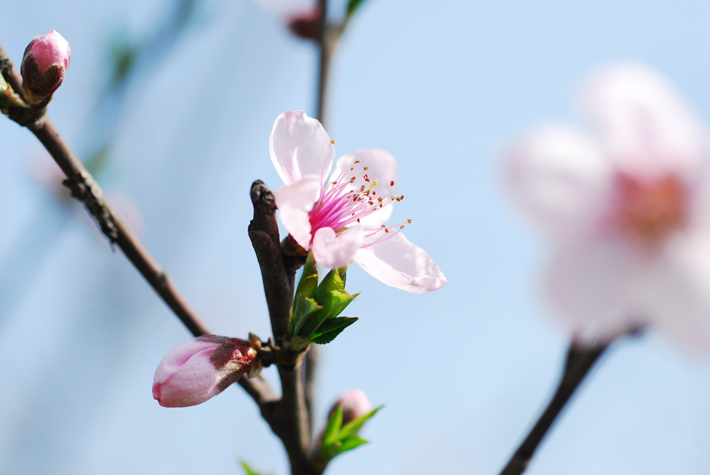 成都桃花 摄影 chinaylc