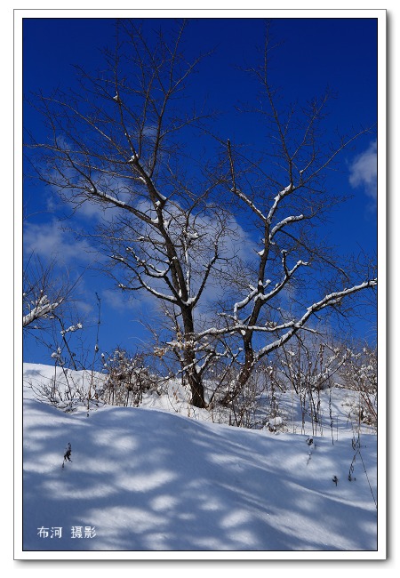 雪景 摄影 岳桦