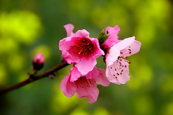 桃花 摄影 随心A