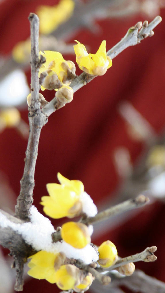 傲雪骄容 摄影 蒿子