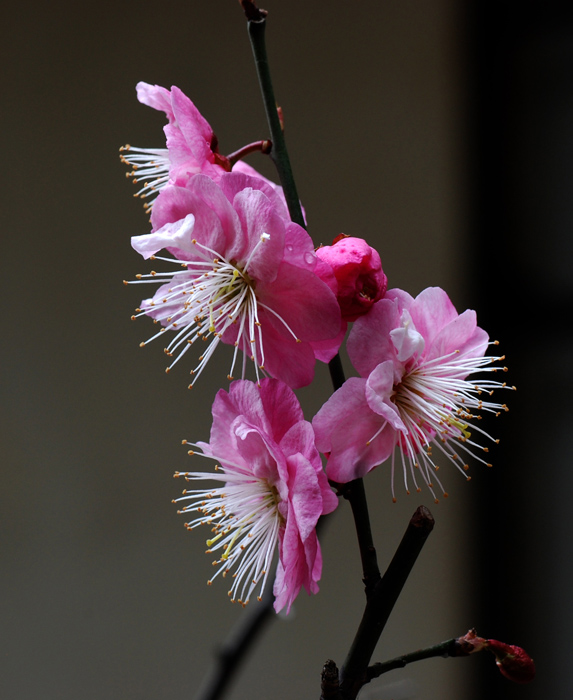 春梅 摄影 土豆花