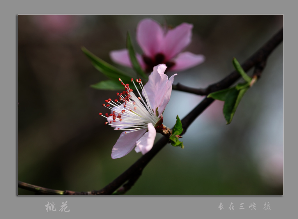 桃花 摄影 长在三峡