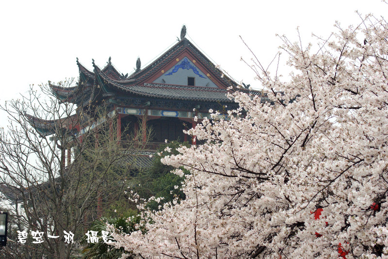 晴川阁下樱花开 摄影 碧空一羽