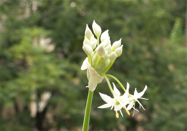 韭菜花 摄影 千瓠庐主