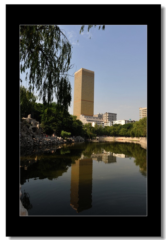 城市街景随拍 摄影 园艺