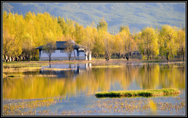 湿地 摄影 laotou_li