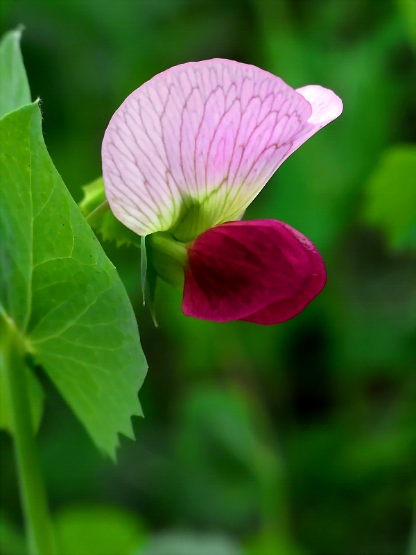 豆苗花 摄影 闲来寻花