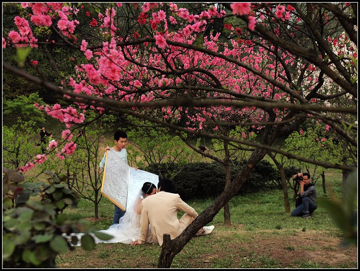 花开时节 摄影 龙吟天下