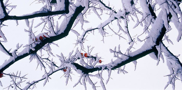 雪里红 摄影 黄土地