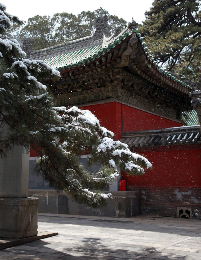 戒台春雪 摄影 参宿七