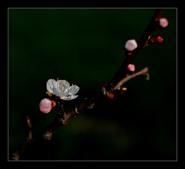 桃花 摄影 建华