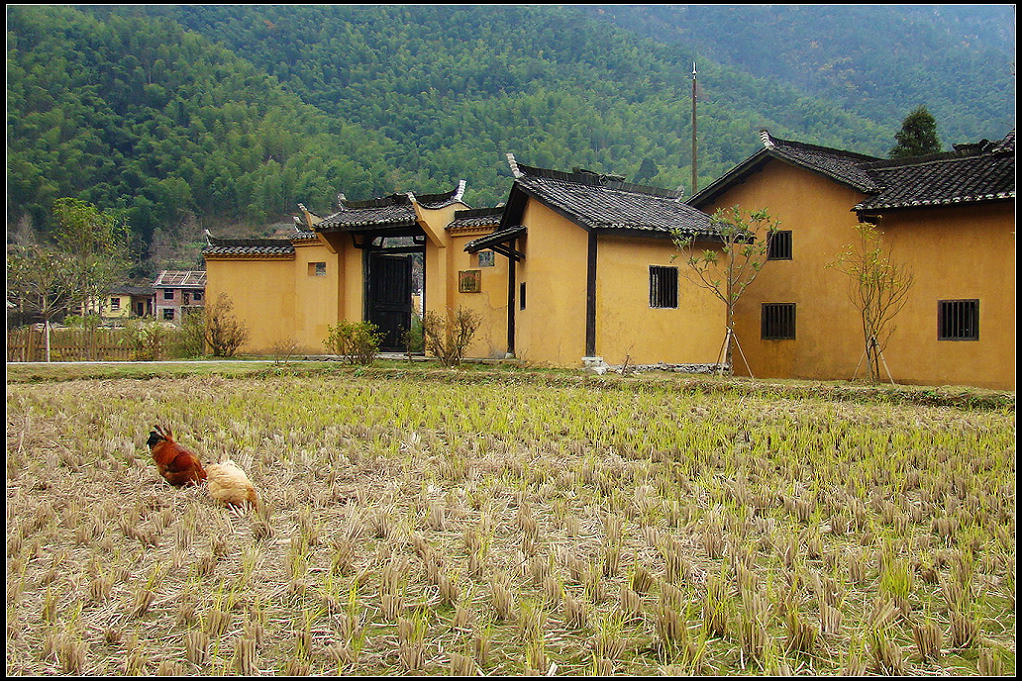 家园 摄影 又见垂杨