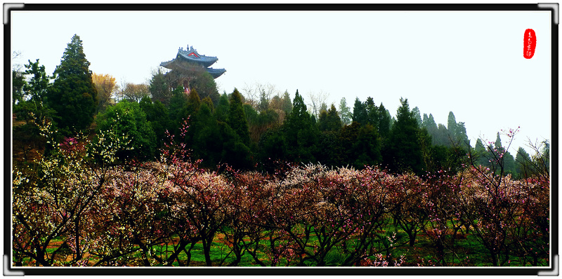 南京梅花山-2 摄影 bushiweiyin