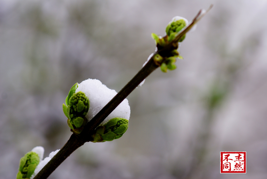 雪中花 摄影 杰然不同123